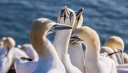 stake.com-小加索尔已征服湖人队 沃格尔：他可以取代霍华德